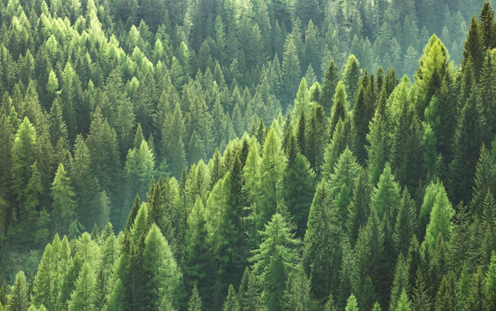 Meža apsaimniekošana valsts zinātniskās izpētes mežos