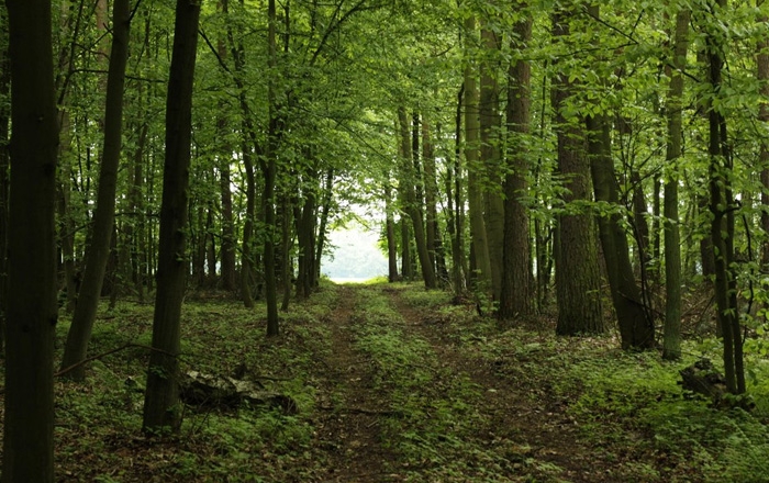 Support for higher education and continuing education in forestry