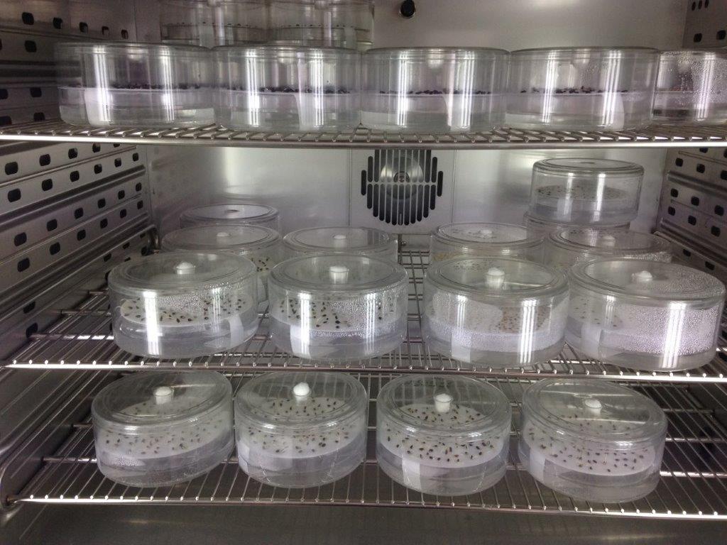 Meža sēklu kontroles laboratorija